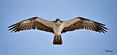  Osprey 02
