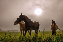  Horses in a foggy morning