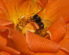  The rose and the bee