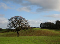  Lonely Tree