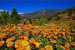  Marigold Landscape