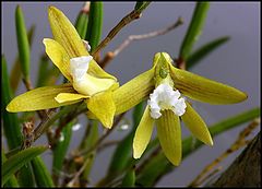  Dendrobium striolatum & aphids.