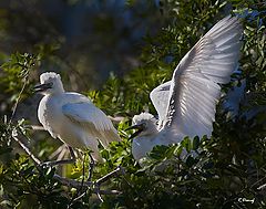  Baby egret