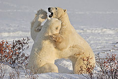  Arctic wrestling