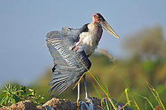  Marabu