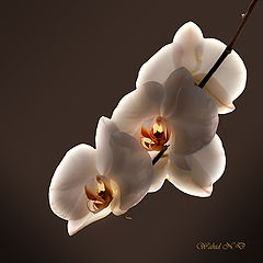  Orchid magic