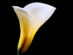  "Another Nature Beauty..."