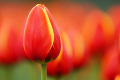  red spring