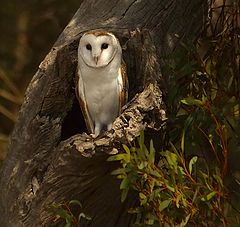  Owl