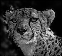  Cheetah