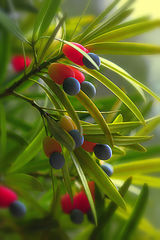  Podocarpus
