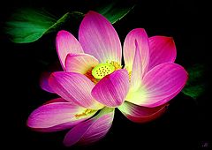  Dance a lily on eyelash night