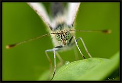  Vlinder 2014.1