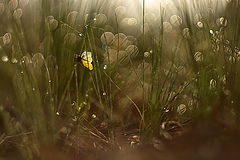  Spring dreams.