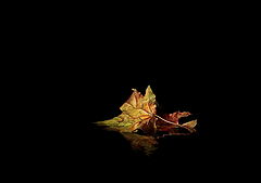  Leaf