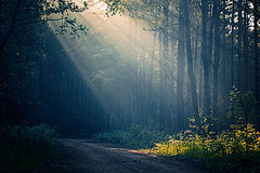  Good morning summer