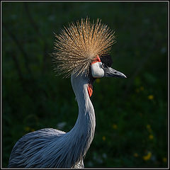    Balearica pavonina)