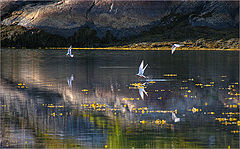  Summer evening