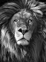  the wounded king
