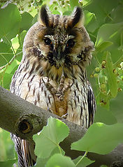 ASIO OTUS