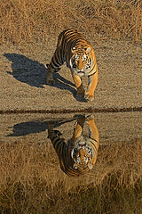  Reflection