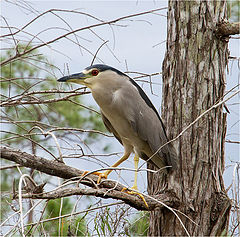  Black Crowned Night Heron