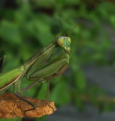  Mantis religiosa