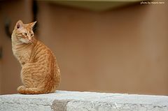 ginger cat
