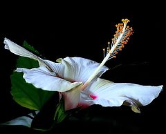  White Hibiscus...