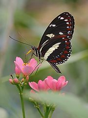  Heliconius numata