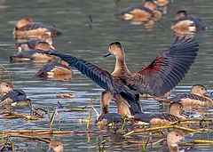  Lesser whistling duck