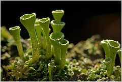  cladonia fimbriata