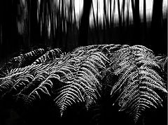  fern