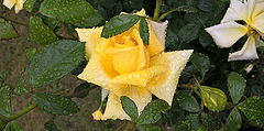  Yellow drops of rain_2