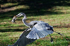  Great blue heron