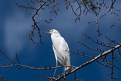  Egret