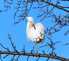  Great Egret