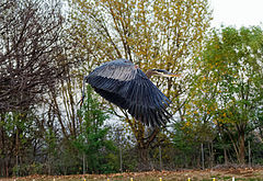  Great blue heron