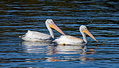  American Pelican