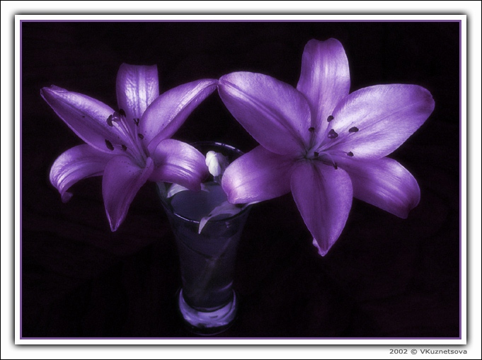 photo Purple still life