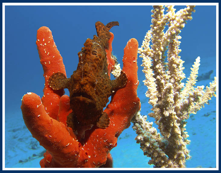 Кораллы морские своими руками Кораллы морские своими руками