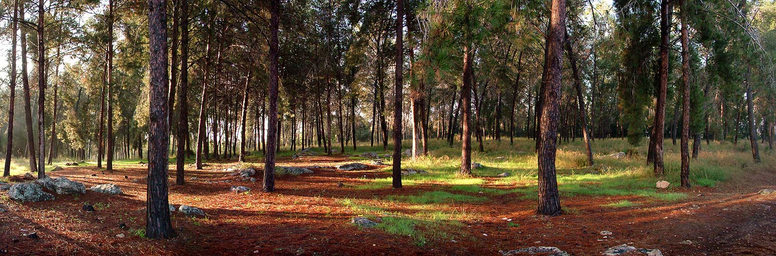 Forest Panoramic