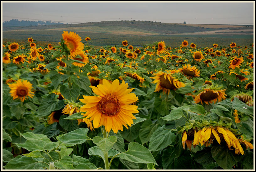 http://www.photoforum.ru/f/photo/000/439/439546_91.jpg