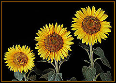 фото "Sunflower family"