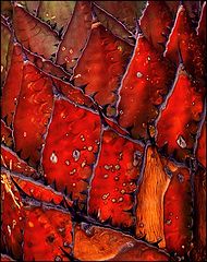 photo "Cactus Leaves"