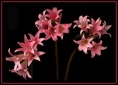 фото "Lilys"