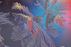 photo "coloured frost feather"