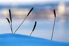фото "Winter silhouette"