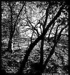 фото "Trees"