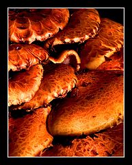 photo "Tree Fungus"